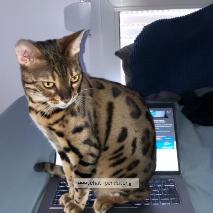 Photo of a cat found in Paris 20