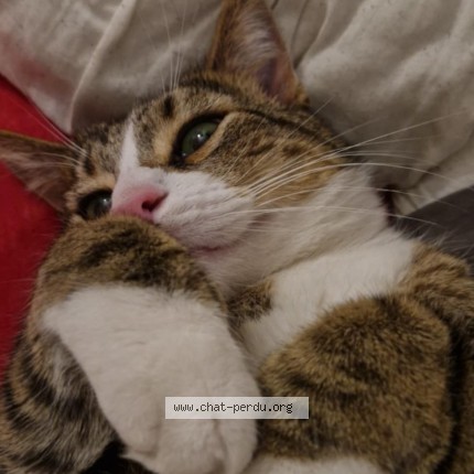 Foto 1/1 Kat teruggevonden Vermist in Mouscron