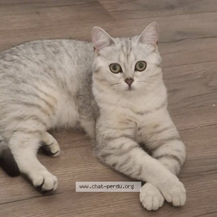 Photo of a cat found in Isle