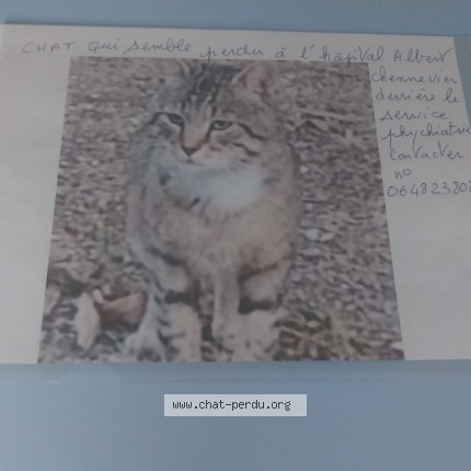 Photo of a cat found in Creteil
