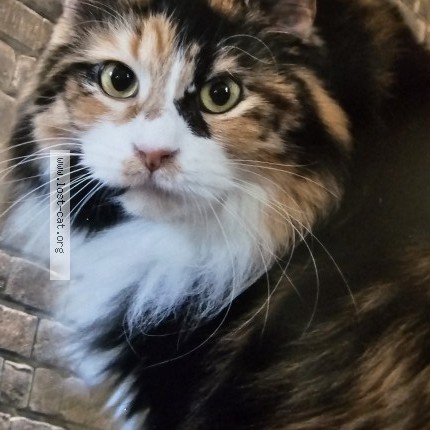 Photo 1/1 Emma Cat lost in Marlette