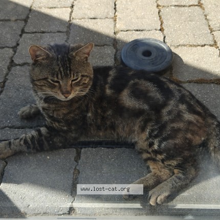 Picture of cat found at London