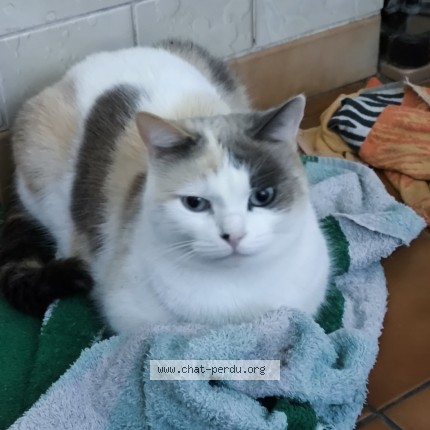 Photo of a cat found in Savigny En Revermont