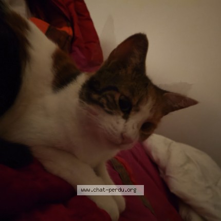 Photo of a cat found in Varennes Saint Sauveur