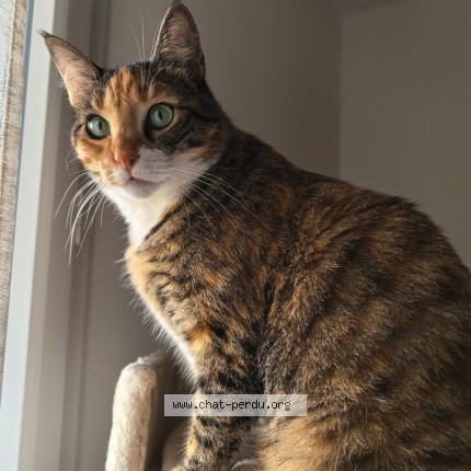 Photo of a cat found in Thiais