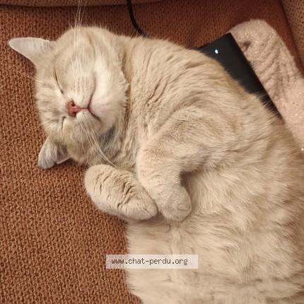 Photo of a cat found in Sainte Montaine