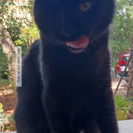 Photo of a cat found in Dole