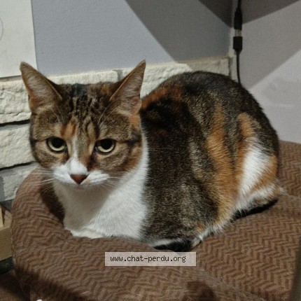 Foto 1/1 Mita Kat vermist in La Louviere