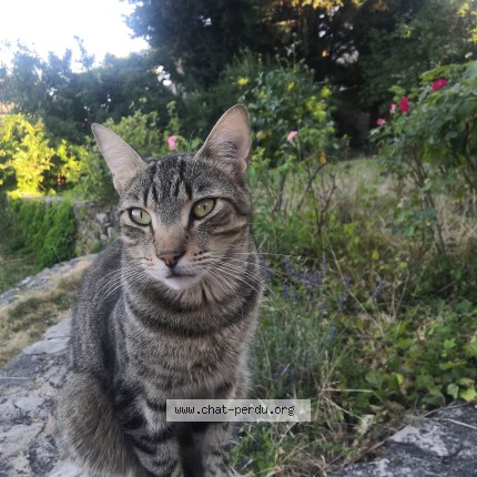 Photo of a cat found in Marvejols