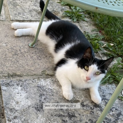 Photo of a cat found in Valecourt