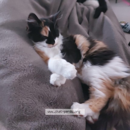 Foto 1/1 Trixie Kat vermist in Maarkedal