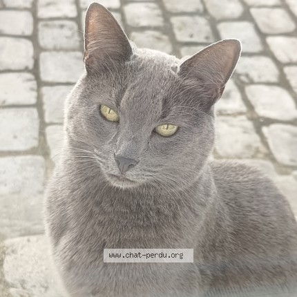 Photo of a cat found in Montevrain