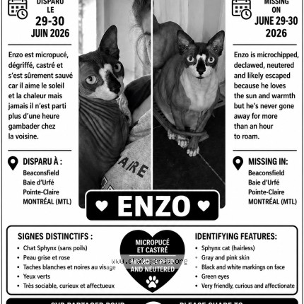 Photo 1/1 enzo Cat lost in Beaconsfield