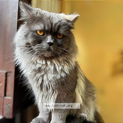 Photo of a cat found in New Delhi