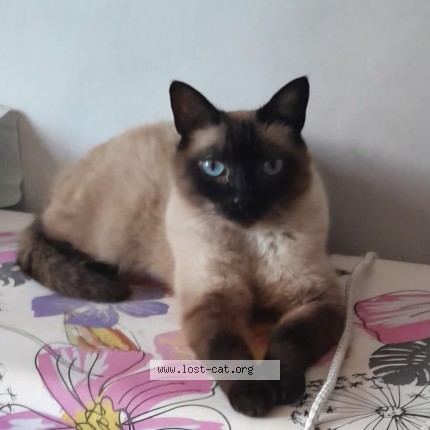 Foto di gatto smarrito a Porto Potenza Picena