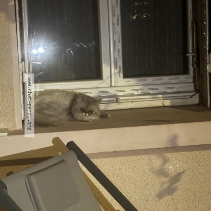 Photo of a cat found in Decines Charpieu