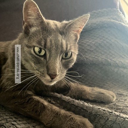 Picture of cat found at Creteil