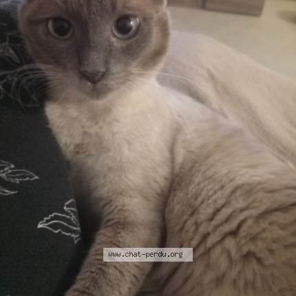 Photo of a cat found in Geste Beaupreau En Mauges