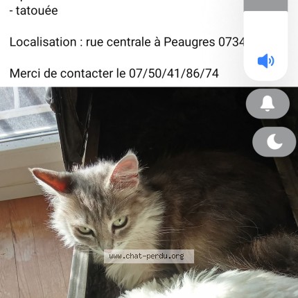 Photo of a cat found in Peaugres