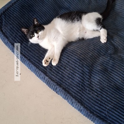 Photo of a cat found in Coulounieix Chamiers