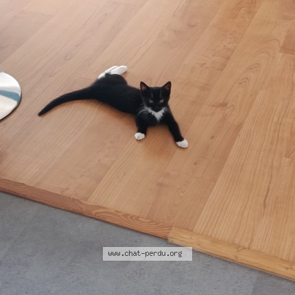 Photo of a cat found in Athis Mons