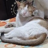 pussu