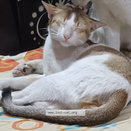 Photo 1/1 pussu Cat lost in Raiganj