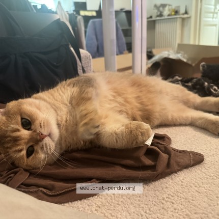 Photo of a cat found in Colombes