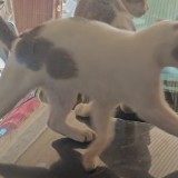 pussy