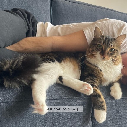 Photo of a cat found in Pouilly Sur Loire