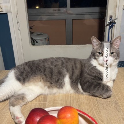 Photo of a cat found in Ecrouves