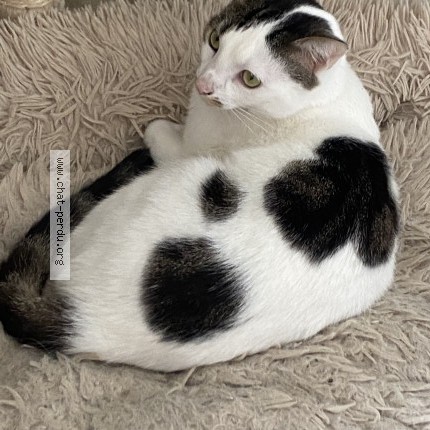 Photo of a cat found in Monistrol Sur Loire
