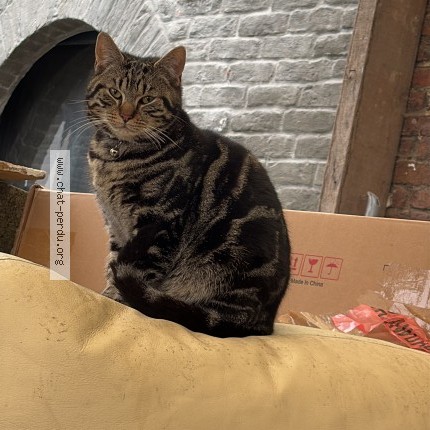 Foto 1/1 polat Kat vermist in Marche