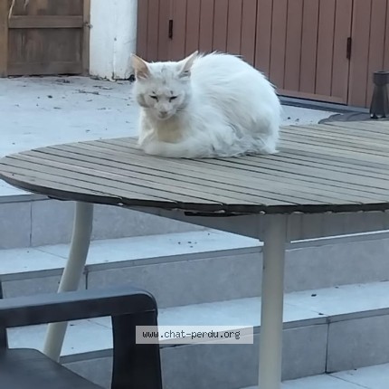 Foto 1/1 Kat gevonden Gevonden in Sint Stevens Woluwe