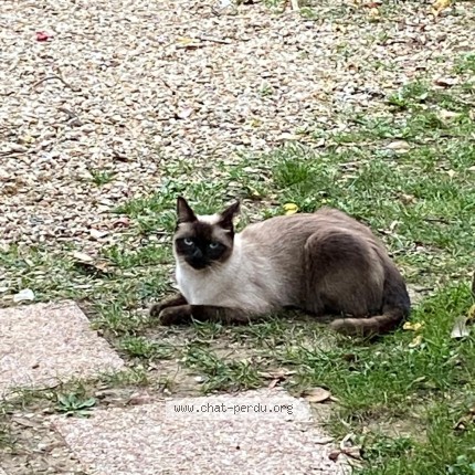 Photo of a cat found in Draveil