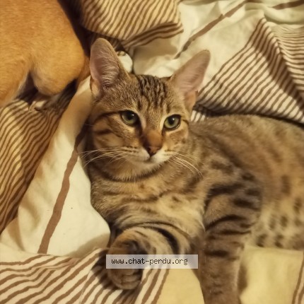 Photo of a cat found in Billy Montigny