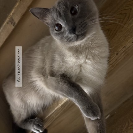 Photo of a cat found in Tourcoing