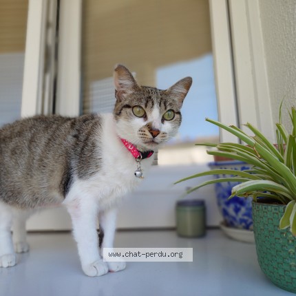 Picture of cat lost at Rennes