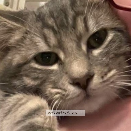 Photo 1/1 Tommy Cat lost in Somerset