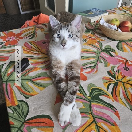 Photo of a cat found in Vichy