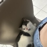 oreo