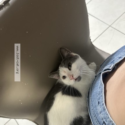 Photo 1/1 oreo Cat lost in Weslaco Tx