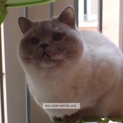 Photo of a cat found in Marseille