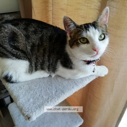 Photo of a cat found in Vaux Sur Mer