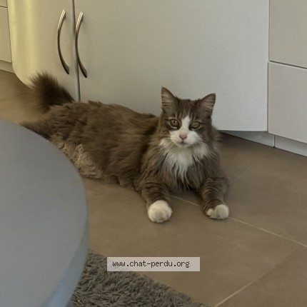 Photo of a cat found in Champ Sur Drac