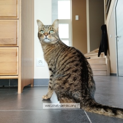 Foto 1/1 Charlie Kat vermist in Ciplet