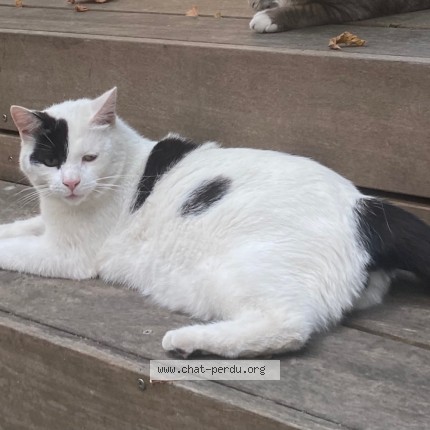 Photo of a cat found in Le Bouscat