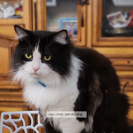 Photo of a cat found in Villefranche Sur Saone