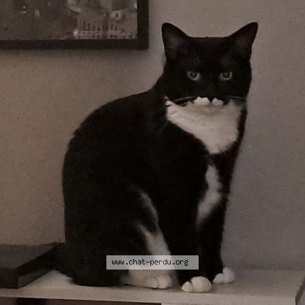 Photo of a cat found in Gradignan