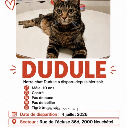 Foto 1/1 Wiedergefundene Katze Verloren in Neuchatel
